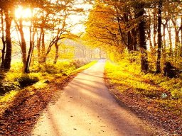 Norderholzweg Herbst